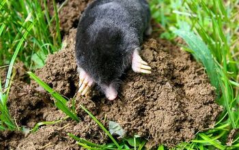 How to Identify and Get Rid of Moles in Your Yard